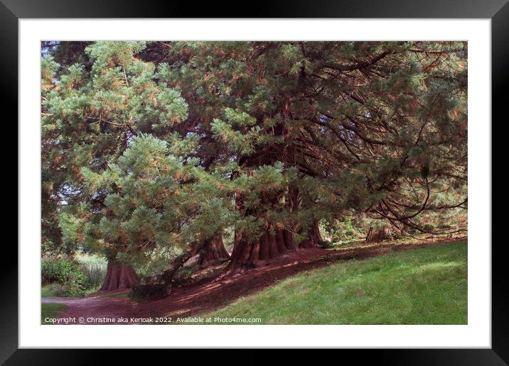 Sunlit Conifers Framed Mounted Print by Christine Kerioak
