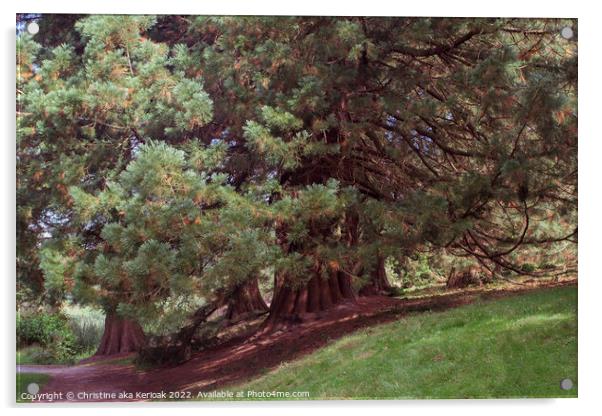 Sunlit Conifers Acrylic by Christine Kerioak