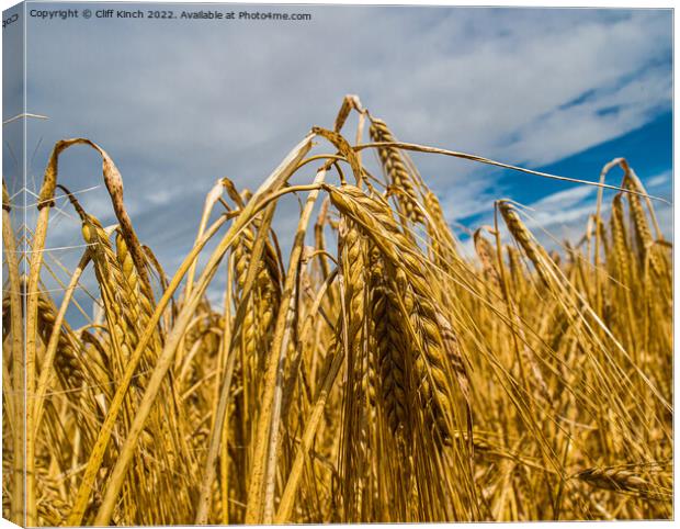 Barley harvest Canvas Print by Cliff Kinch