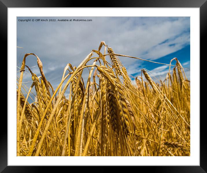 Barley harvest Framed Mounted Print by Cliff Kinch