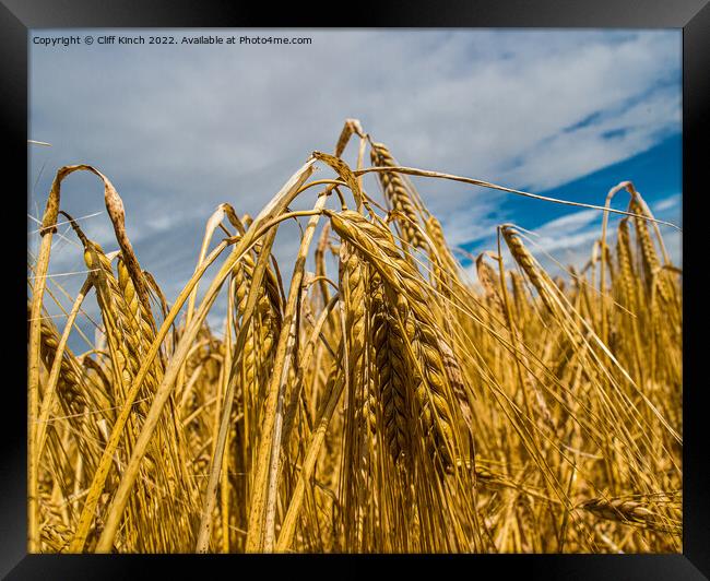 Barley harvest Framed Print by Cliff Kinch
