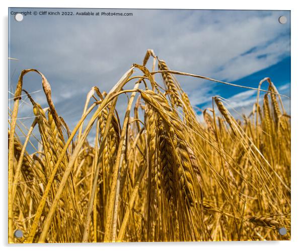 Barley harvest Acrylic by Cliff Kinch
