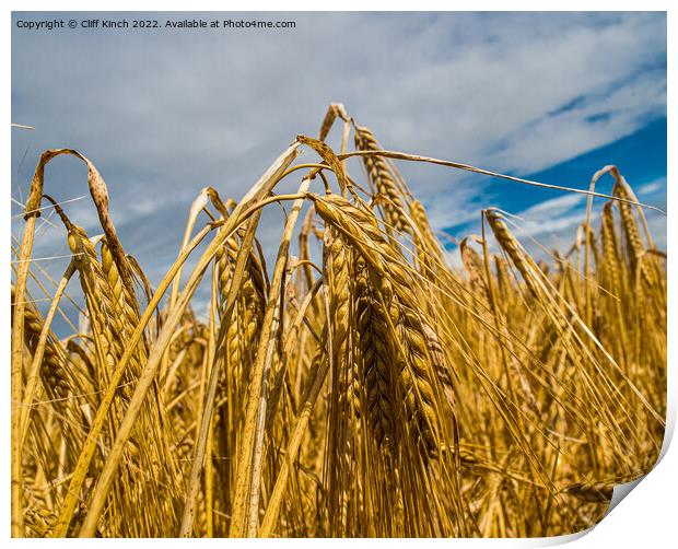 Barley harvest Print by Cliff Kinch