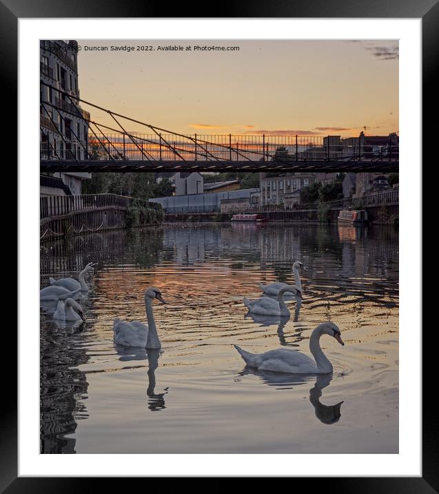 Swans at sunset along the River Avon Bath Framed Mounted Print by Duncan Savidge