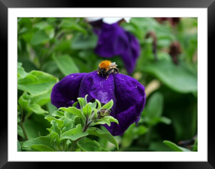 Bee in purple pansy Framed Mounted Print by Roy Hinchliffe