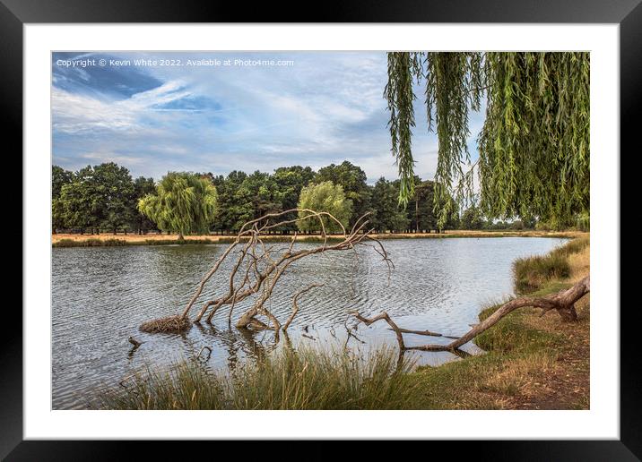 Fallen branch in pond Framed Mounted Print by Kevin White