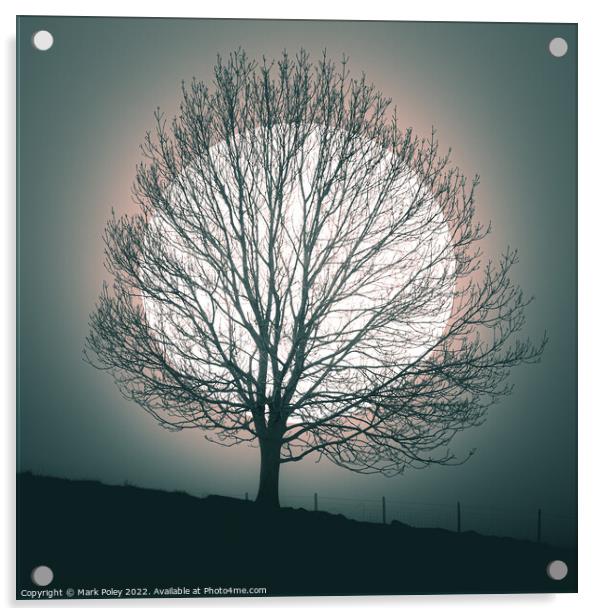 Tree silhouetted by white Orb in Talgarth Acrylic by Mark Poley