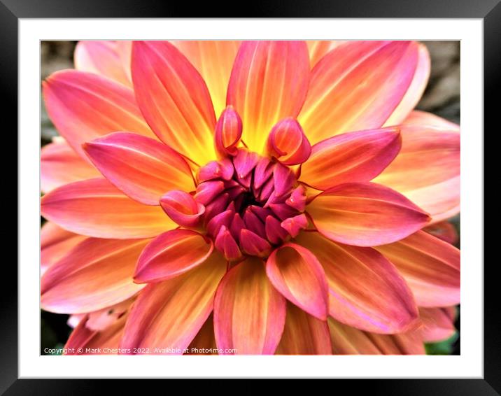 Radiant hues of Dahlia Framed Mounted Print by Mark Chesters