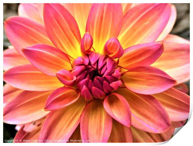 Radiant hues of Dahlia Print by Mark Chesters
