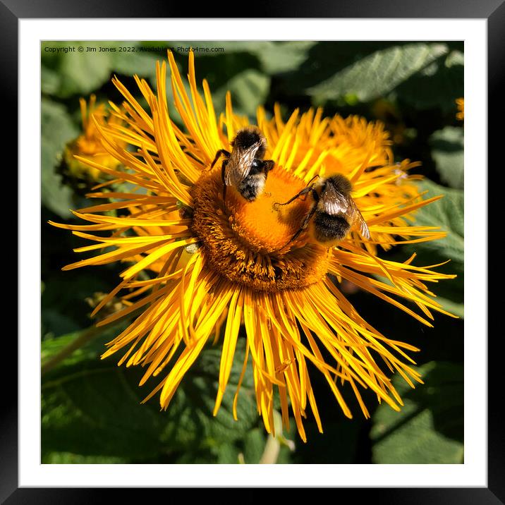 Two bees, or not two bees, that is the question - Square crop Framed Mounted Print by Jim Jones