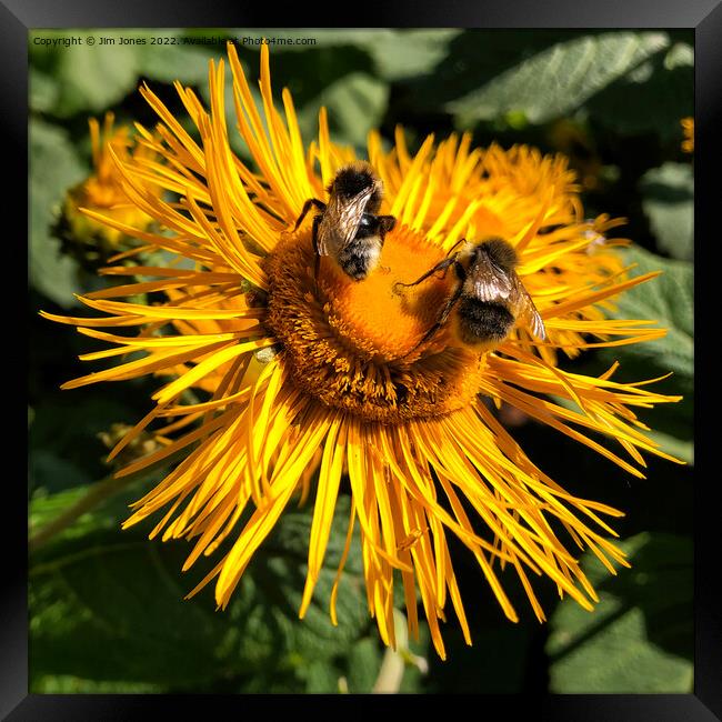 Two bees, or not two bees, that is the question - Square crop Framed Print by Jim Jones