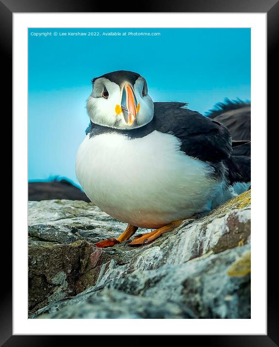 Farne Island Puffin Framed Mounted Print by Lee Kershaw