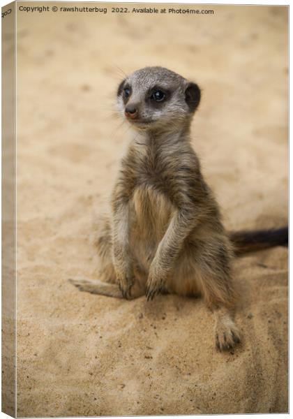 Baby Meerkat Sitting In The Sand Canvas Print by rawshutterbug 