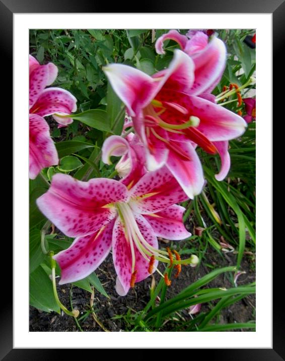 Stargazer lilies Framed Mounted Print by Stephanie Moore