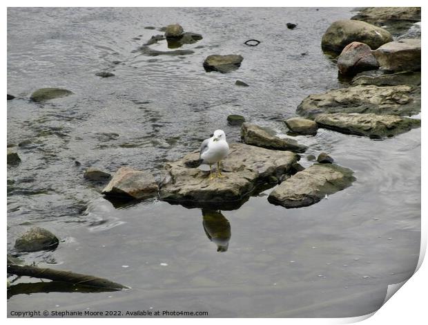 Seagull on the rocks Print by Stephanie Moore