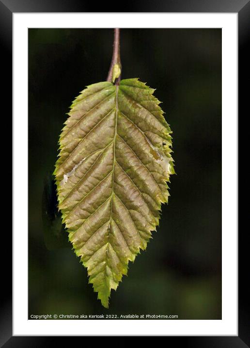 Young Hornbeam Leaf Framed Mounted Print by Christine Kerioak