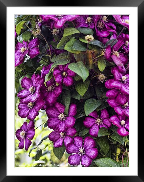 Clematis Framed Mounted Print by Lynne Morris (Lswpp)
