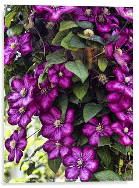 Clematis Acrylic by Lynne Morris (Lswpp)