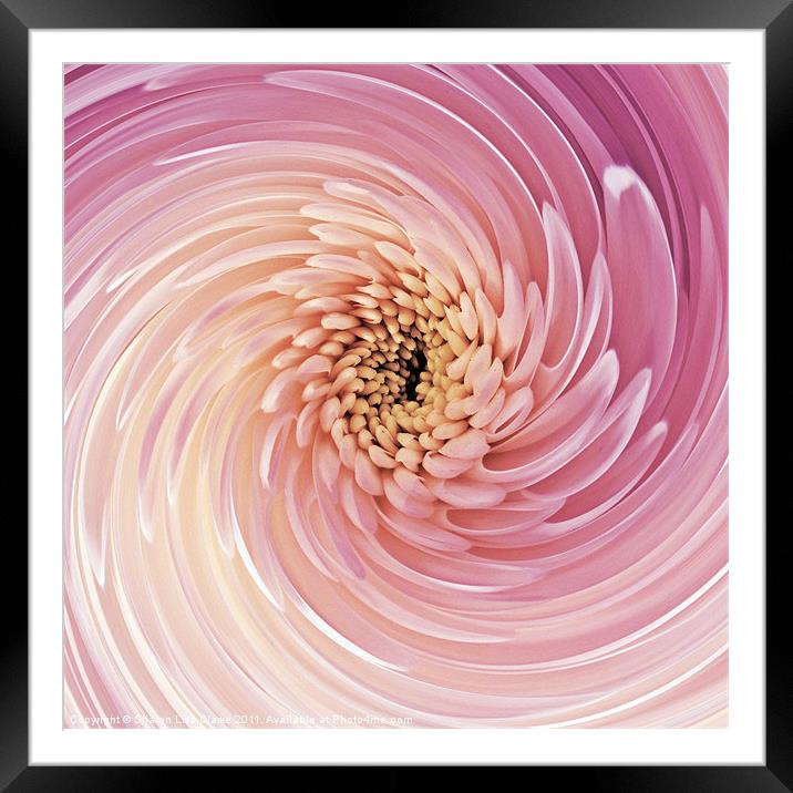 Swirl of Pink Framed Mounted Print by Sharon Lisa Clarke