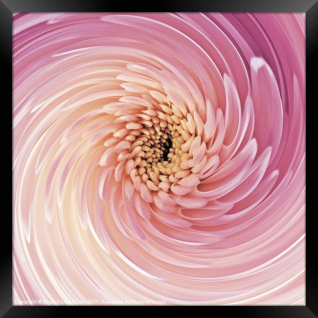 Swirl of Pink Framed Print by Sharon Lisa Clarke