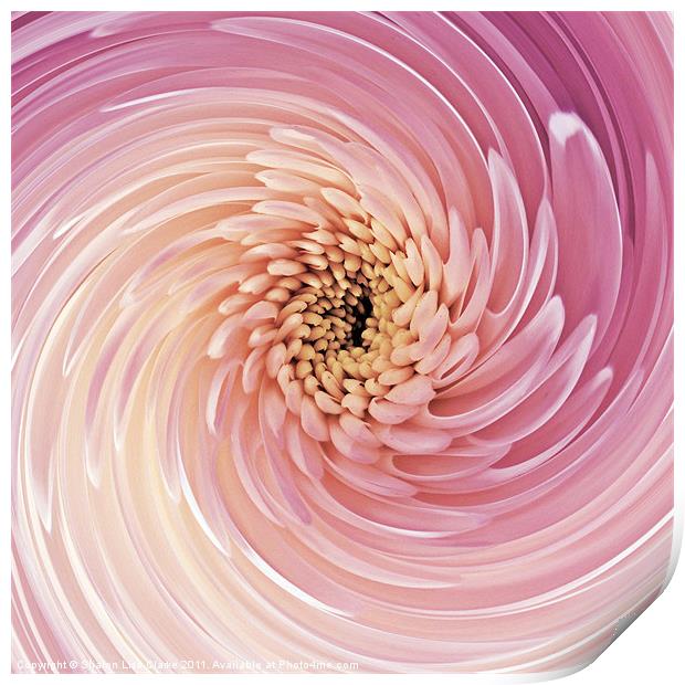 Swirl of Pink Print by Sharon Lisa Clarke