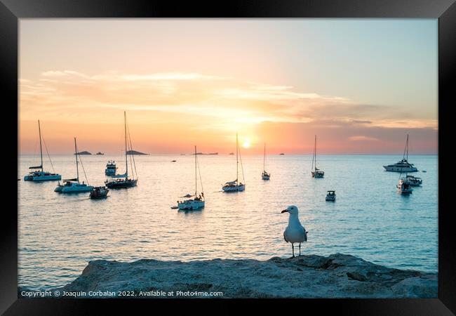 Seagull perched on a cliff watches the boats anchored in the bay Framed Print by Joaquin Corbalan