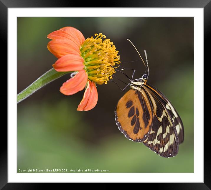 Butterfly Feeding Framed Mounted Print by Steven Else ARPS