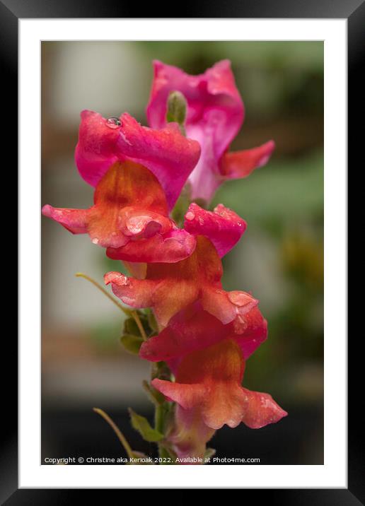 Sunset coloured Snap Dragon Framed Mounted Print by Christine Kerioak