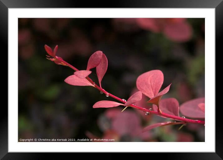 Young Berberis Stem and Leaves Framed Mounted Print by Christine Kerioak