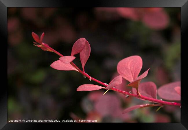 Young Berberis Stem and Leaves Framed Print by Christine Kerioak
