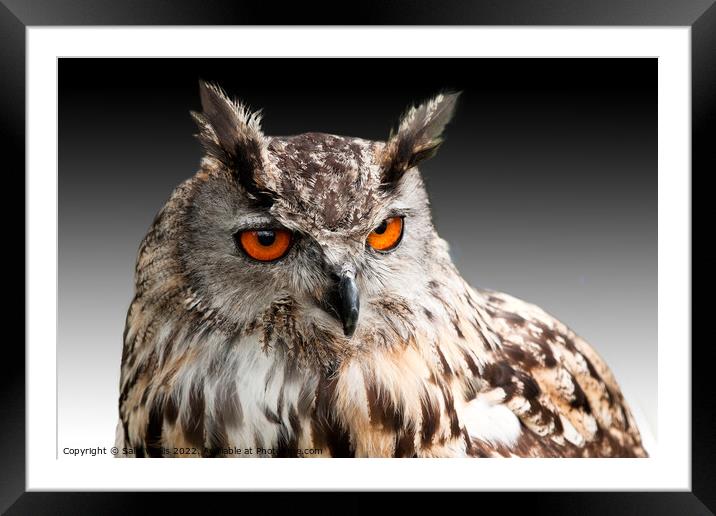 Eagle Owl Head Framed Mounted Print by Sally Wallis
