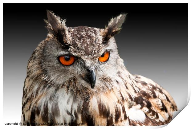 Eagle Owl Head Print by Sally Wallis