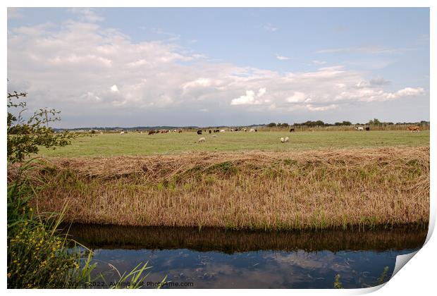 Recently cleared waterway across Sussex Marshes Print by Sally Wallis