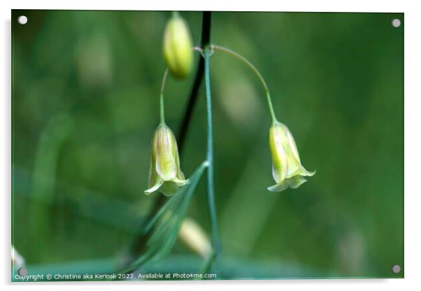 Asparagus flower close up Acrylic by Christine Kerioak
