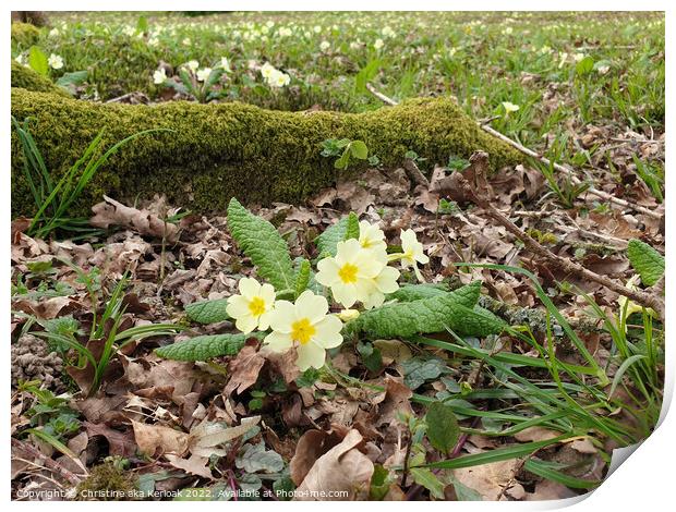 Primroses growing under tree Print by Christine Kerioak