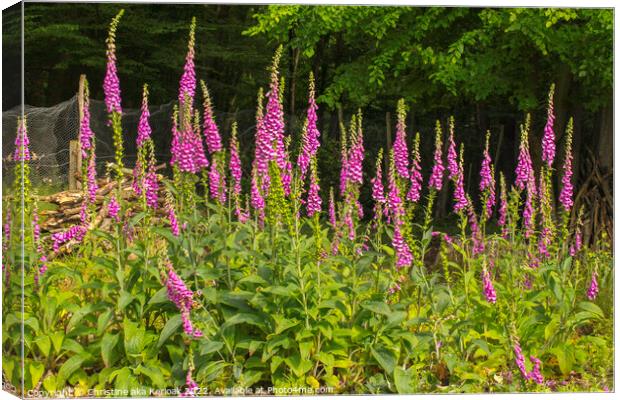 Wild Foxgloves Canvas Print by Christine Kerioak