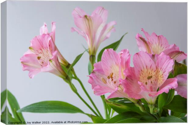Pink Alstroemeria flowers Canvas Print by Joy Walker