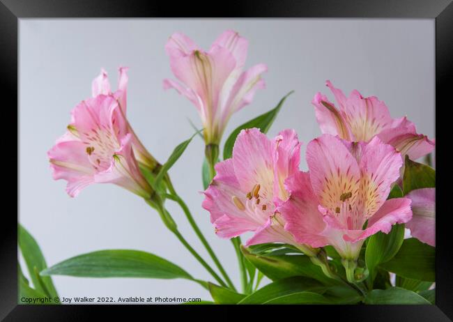 Pink Alstroemeria flowers Framed Print by Joy Walker