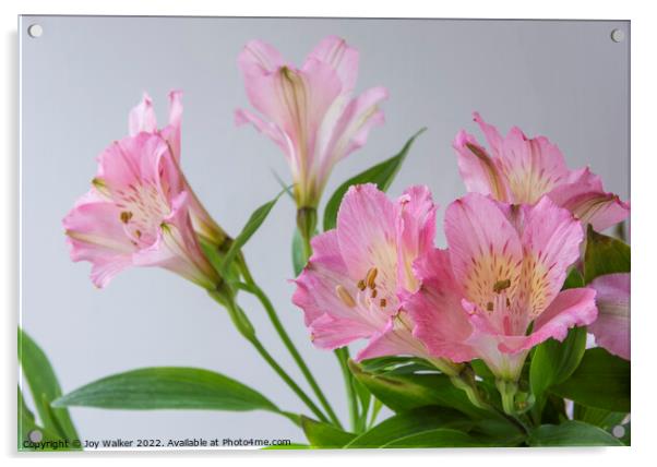 Pink Alstroemeria flowers Acrylic by Joy Walker