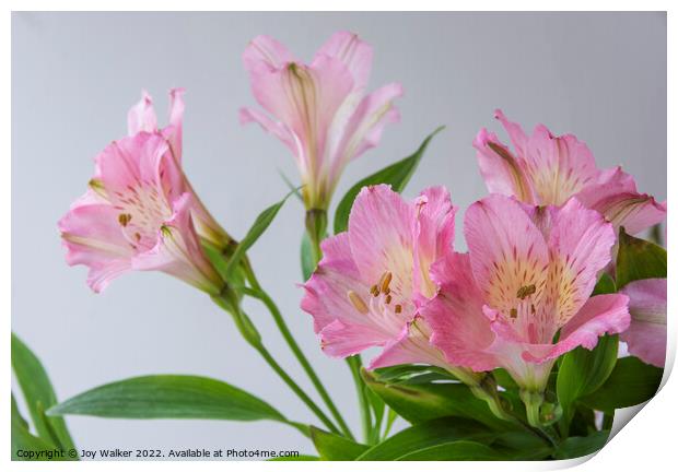 Pink Alstroemeria flowers Print by Joy Walker
