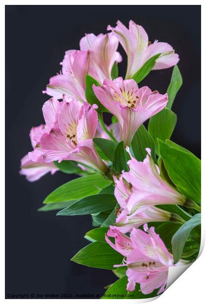Pink Alstroemeria flowers Print by Joy Walker
