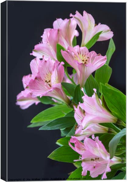 Pink Alstroemeria flowers Canvas Print by Joy Walker