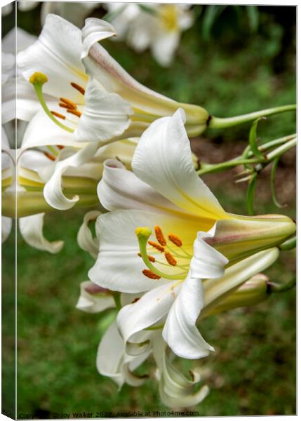 White Lily flowers Canvas Print by Joy Walker