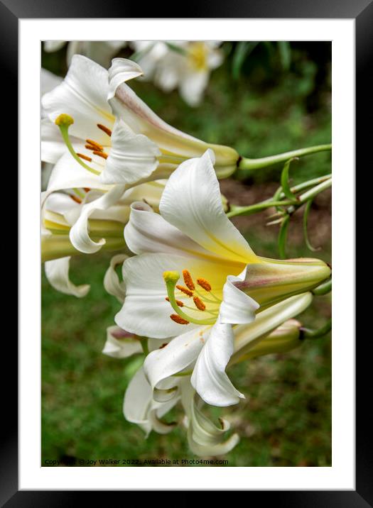 White Lily flowers Framed Mounted Print by Joy Walker
