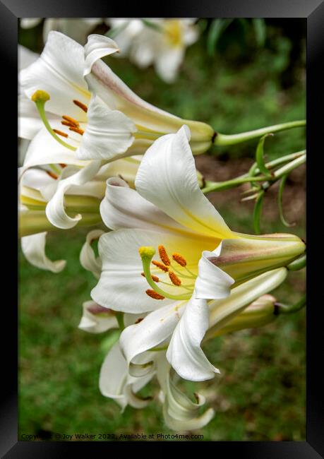 White Lily flowers Framed Print by Joy Walker