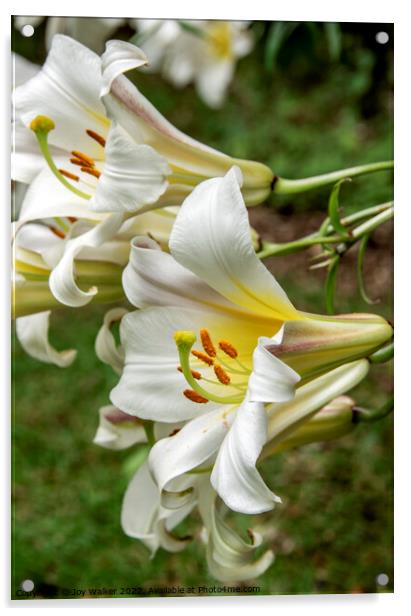 White Lily flowers Acrylic by Joy Walker