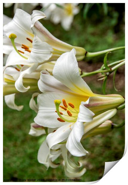 White Lily flowers Print by Joy Walker