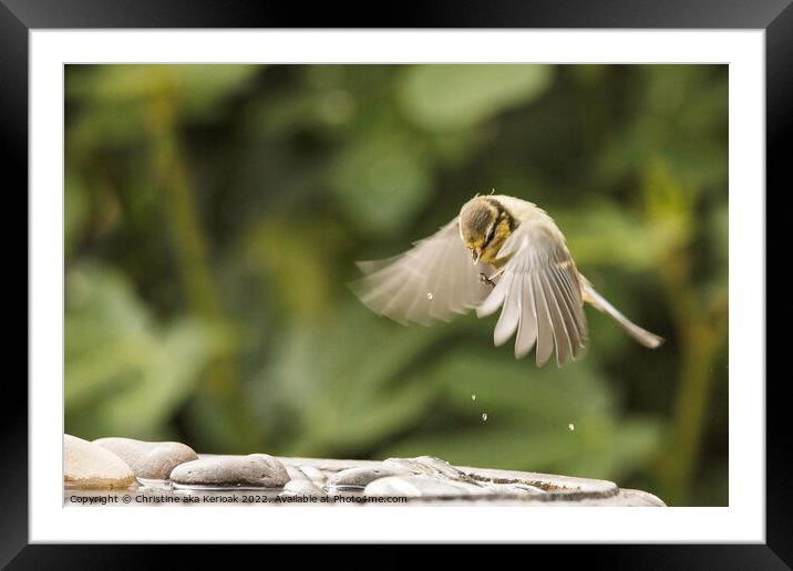 Baby Bluetit Rising From Its Bath Framed Mounted Print by Christine Kerioak
