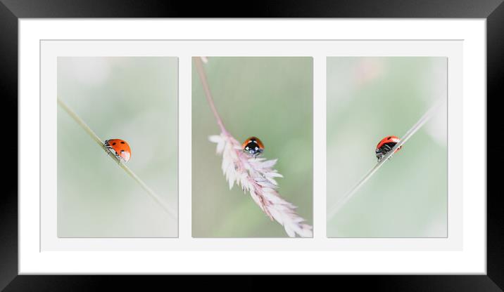 Ladybird Travels Framed Mounted Print by Mark Jones