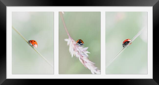 Ladybird Travels Framed Print by Mark Jones
